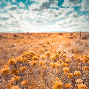 Preview wallpaper plants, grass, dry, field, wild