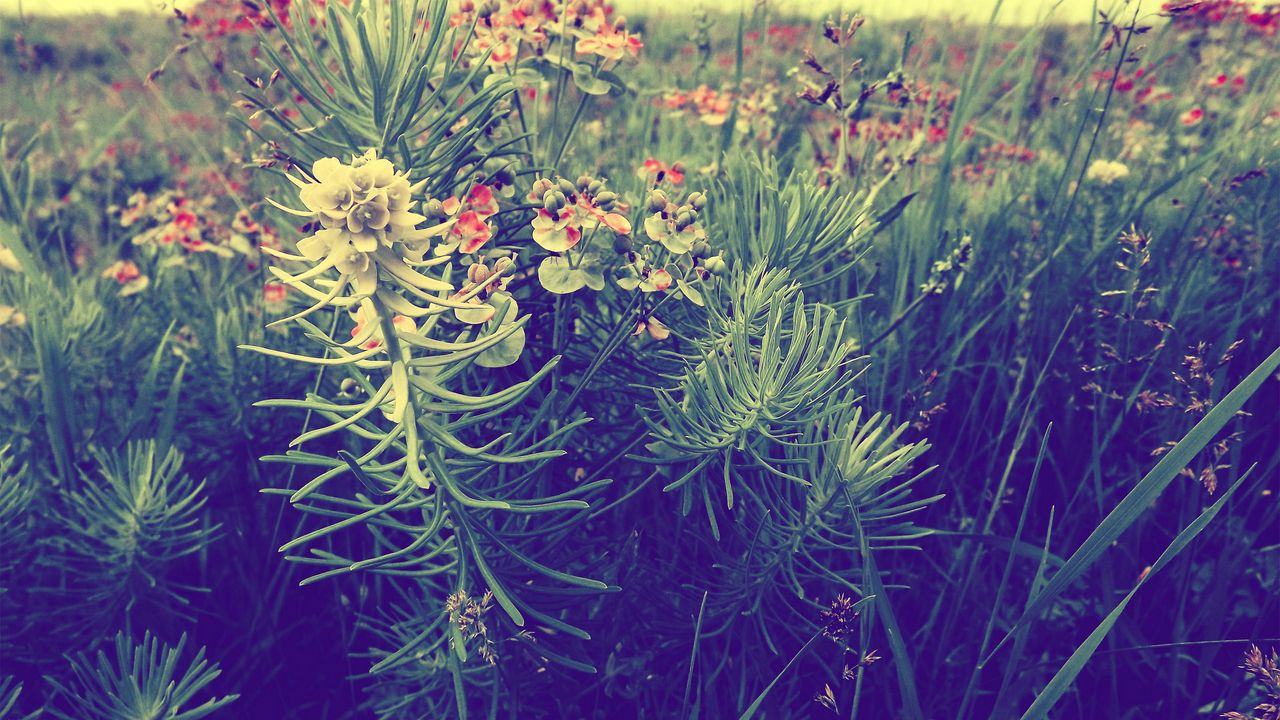 Wallpaper plants, grass, flowers, macro