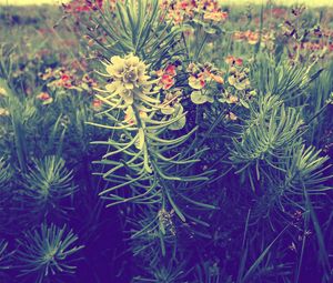 Preview wallpaper plants, grass, flowers, macro