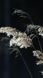 Preview wallpaper plants, grass, light, blur