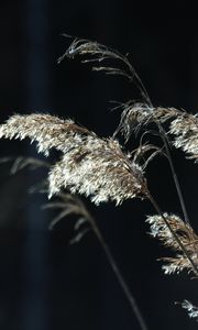 Preview wallpaper plants, grass, light, blur