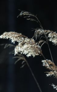 Preview wallpaper plants, grass, light, blur