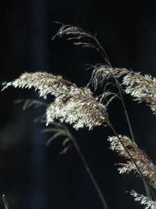 Preview wallpaper plants, grass, light, blur