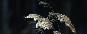 Preview wallpaper plants, grass, light, blur