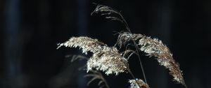 Preview wallpaper plants, grass, light, blur