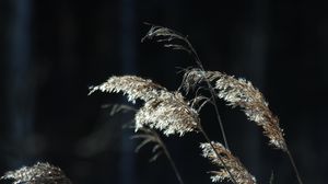 Preview wallpaper plants, grass, light, blur