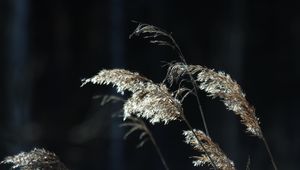 Preview wallpaper plants, grass, light, blur