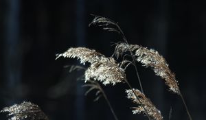 Preview wallpaper plants, grass, light, blur