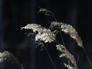 Preview wallpaper plants, grass, light, blur