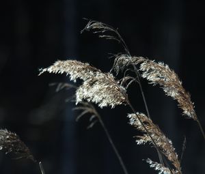 Preview wallpaper plants, grass, light, blur