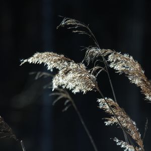 Preview wallpaper plants, grass, light, blur