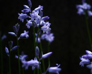 Preview wallpaper plants, grass, lilac