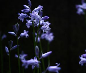 Preview wallpaper plants, grass, lilac