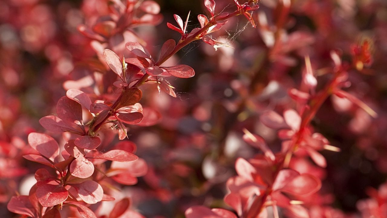 Wallpaper plants, grass, petals