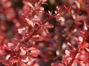 Preview wallpaper plants, grass, petals