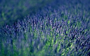 Preview wallpaper plants, grass, surface