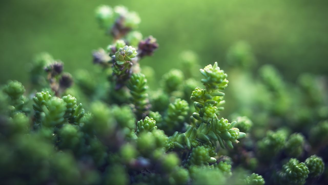 Wallpaper plants, green, blur, leaves