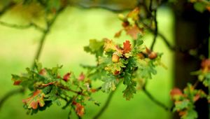 Preview wallpaper plants, green, branch, leaves