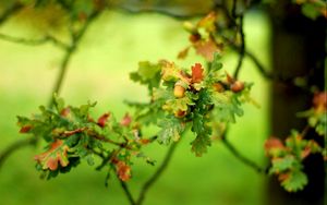 Preview wallpaper plants, green, branch, leaves