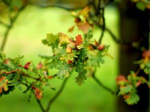 Preview wallpaper plants, green, branch, leaves