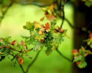 Preview wallpaper plants, green, branch, leaves