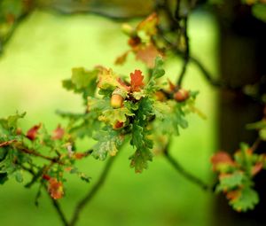 Preview wallpaper plants, green, branch, leaves