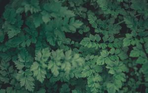 Preview wallpaper plants, green, leaves, macro