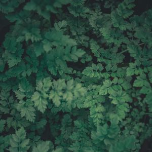 Preview wallpaper plants, green, leaves, macro