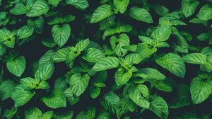 Preview wallpaper plants, green, macro, closeup