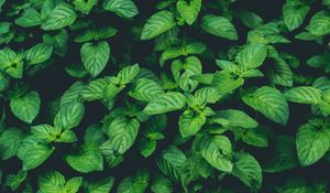 Preview wallpaper plants, green, macro, closeup