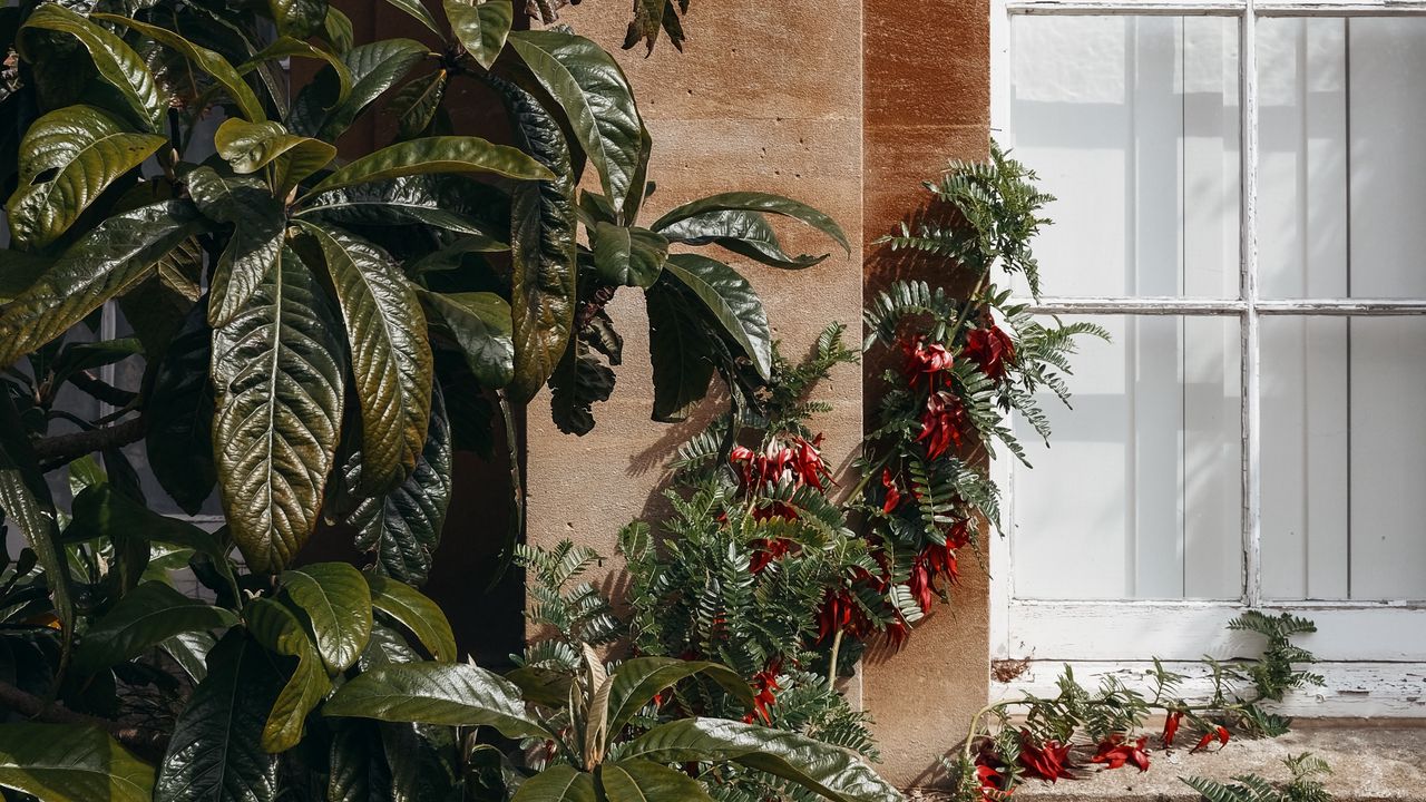 Wallpaper plants, greenery, building, wall