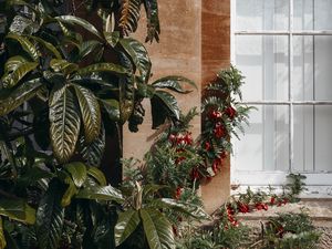 Preview wallpaper plants, greenery, building, wall