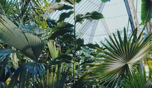 Preview wallpaper plants, greenhouse, garden, exotic