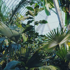 Preview wallpaper plants, greenhouse, garden, exotic