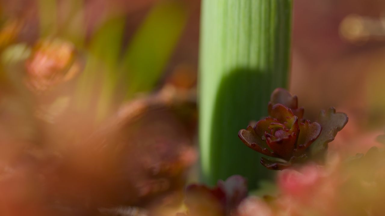 Wallpaper plants, growth, close-up, green