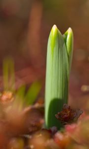 Preview wallpaper plants, growth, close-up, green