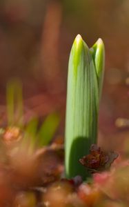 Preview wallpaper plants, growth, close-up, green