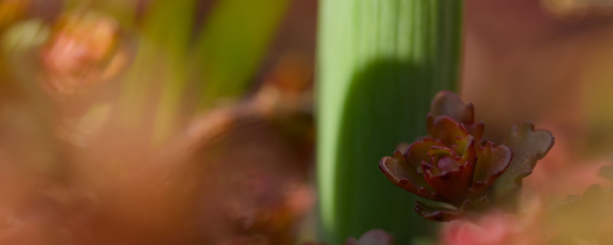 2560x1024 Wallpaper plants, growth, close-up, green