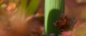 Preview wallpaper plants, growth, close-up, green