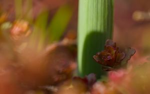 Preview wallpaper plants, growth, close-up, green