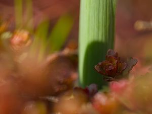 Preview wallpaper plants, growth, close-up, green