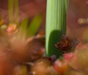 Preview wallpaper plants, growth, close-up, green