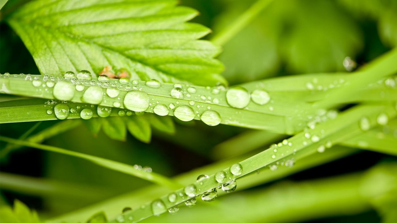 Wallpaper plants, herbs, drops