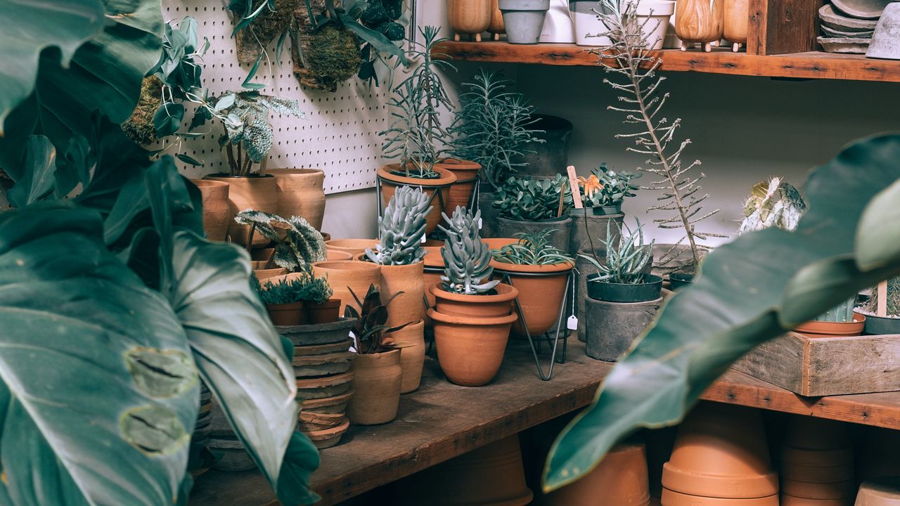 Wallpaper plants, indoor plants, pots, cultivation, shelves, ceramics