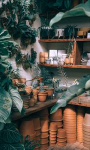 Preview wallpaper plants, indoor plants, pots, cultivation, shelves, ceramics