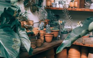 Preview wallpaper plants, indoor plants, pots, cultivation, shelves, ceramics