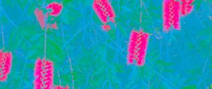 Preview wallpaper plants, inflorescences, abstraction, blue, pink
