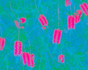 Preview wallpaper plants, inflorescences, abstraction, blue, pink