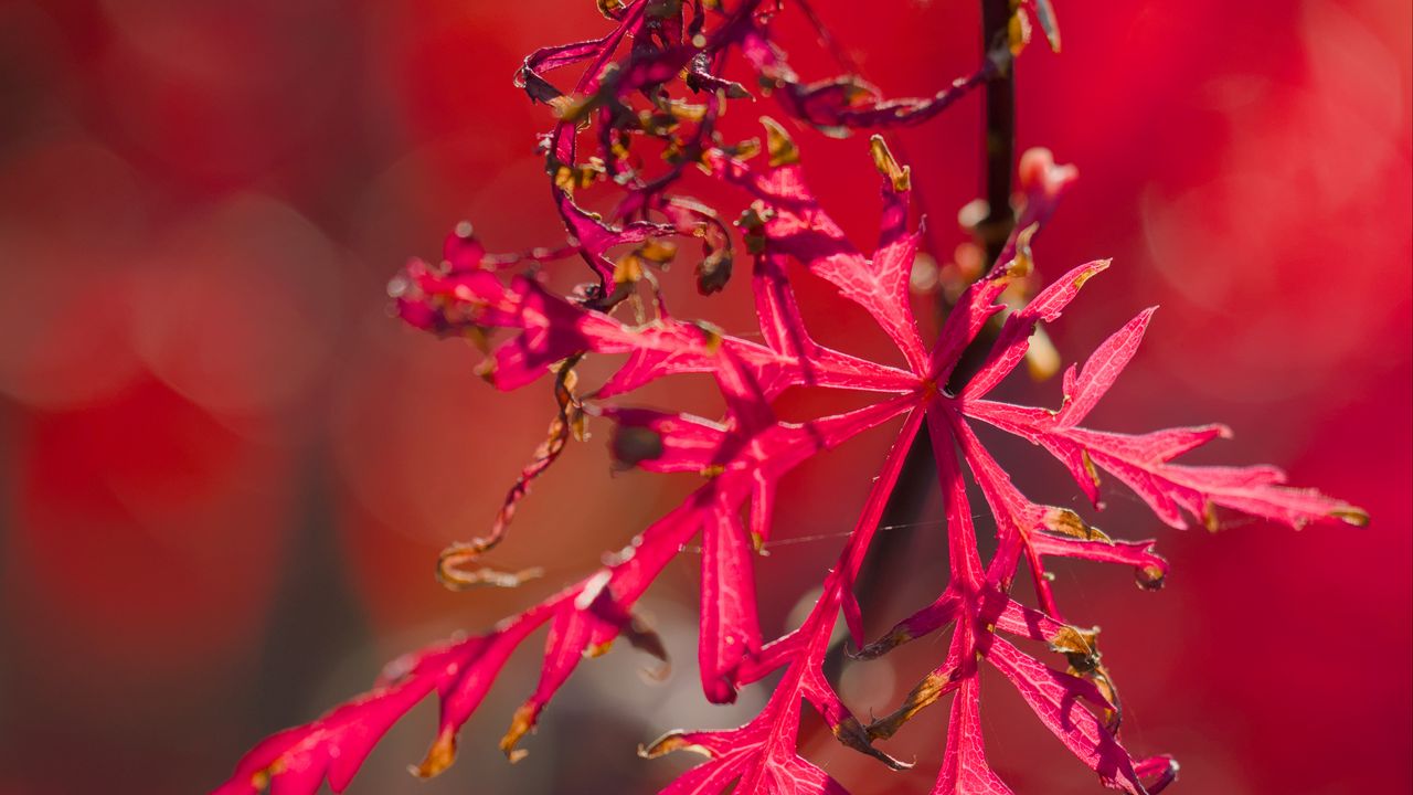 Wallpaper plants, leaves, autumn, red, blur