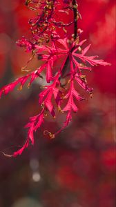 Preview wallpaper plants, leaves, autumn, red, blur